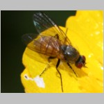 Thricops semicinereus - Echte Fliege 01 6mm Deister.jpg